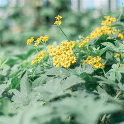 180星王合击手游版下载